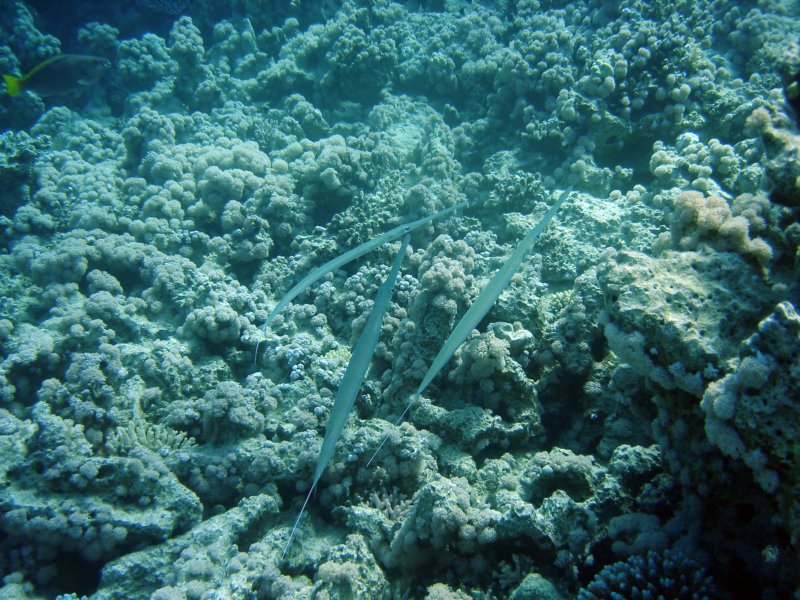 dsc06827.jpg