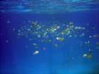 dsc06833_small.jpg