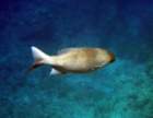 dsc06844_small.jpg