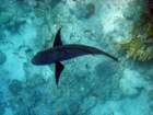 dsc06846_small.jpg