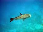 dsc06848_small.jpg