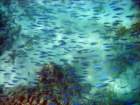 dsc06850_small.jpg