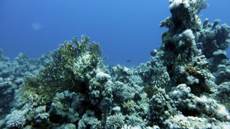 p1000778.jpg