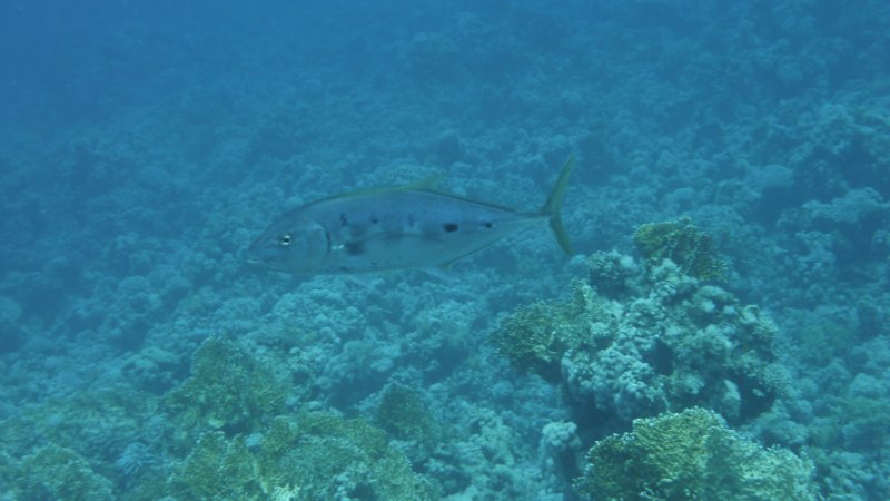 p1000796.jpg