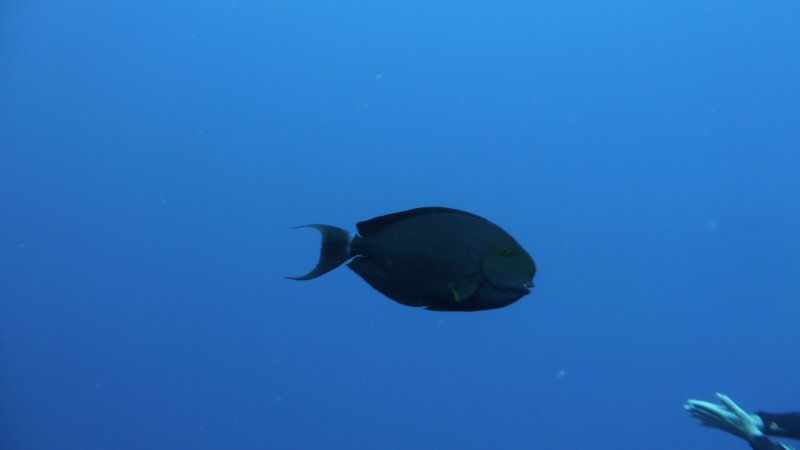p1000813.jpg