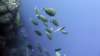 p1000817_small.jpg