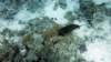 p1000828_small.jpg