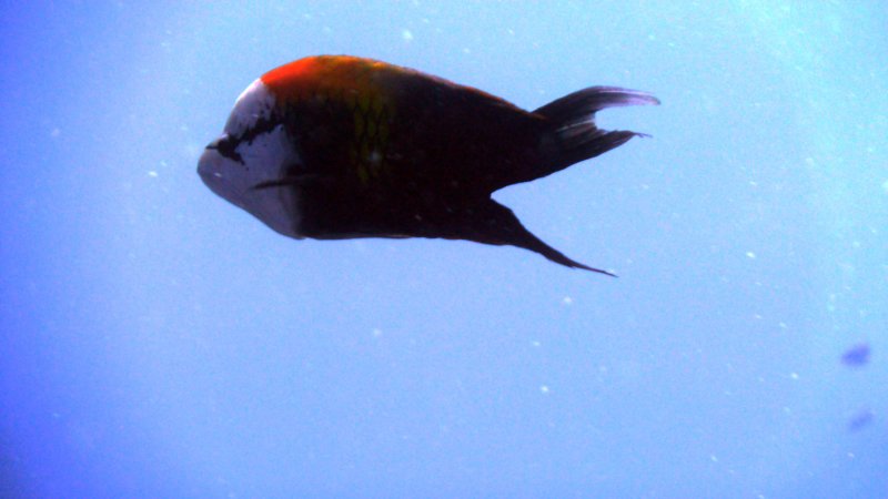 p1000830.jpg