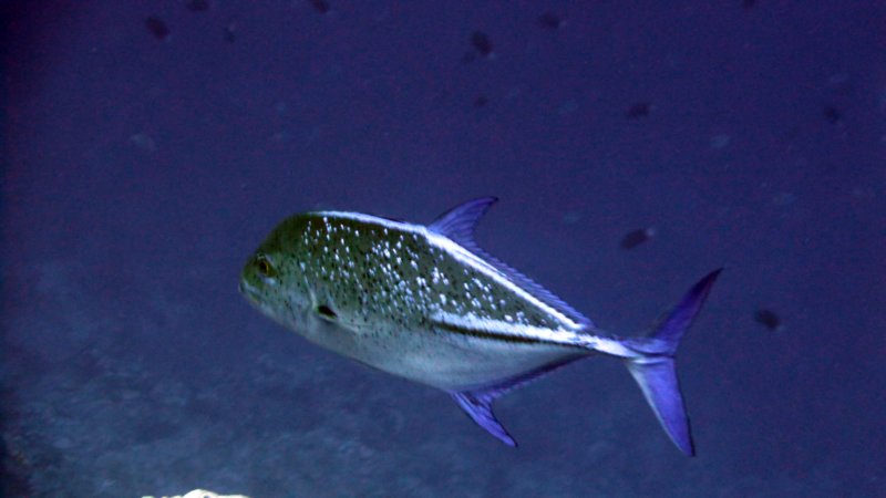 p1000842.jpg