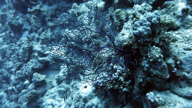 p1000844.jpg