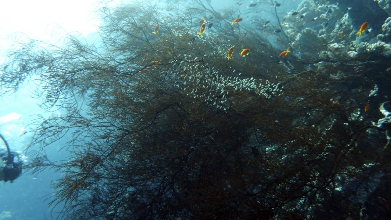 p1000853.jpg