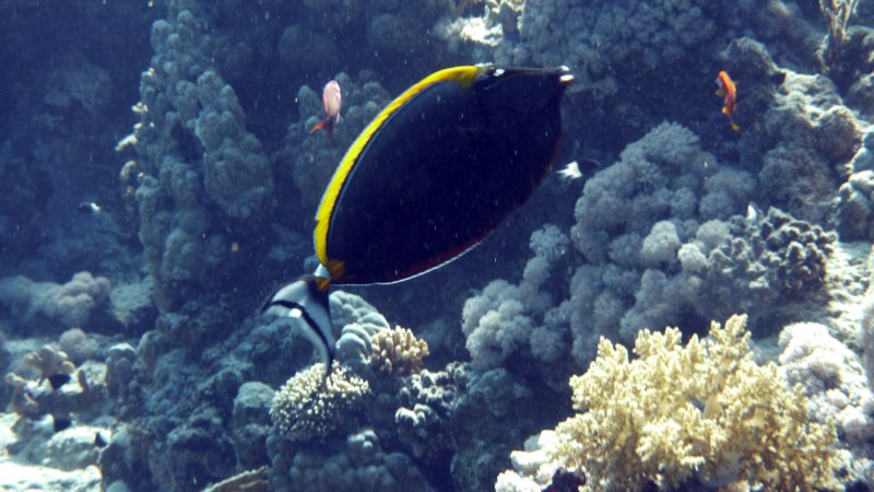 p1000857.jpg