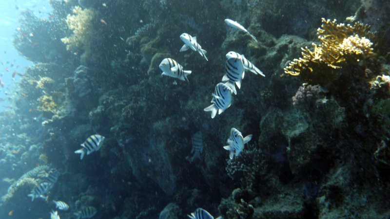 p1000866.jpg