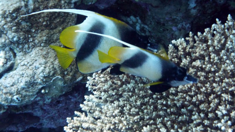 p1000871.jpg