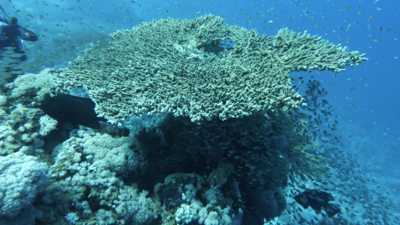 p1000925.jpg