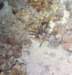 p1000940_small.jpg
