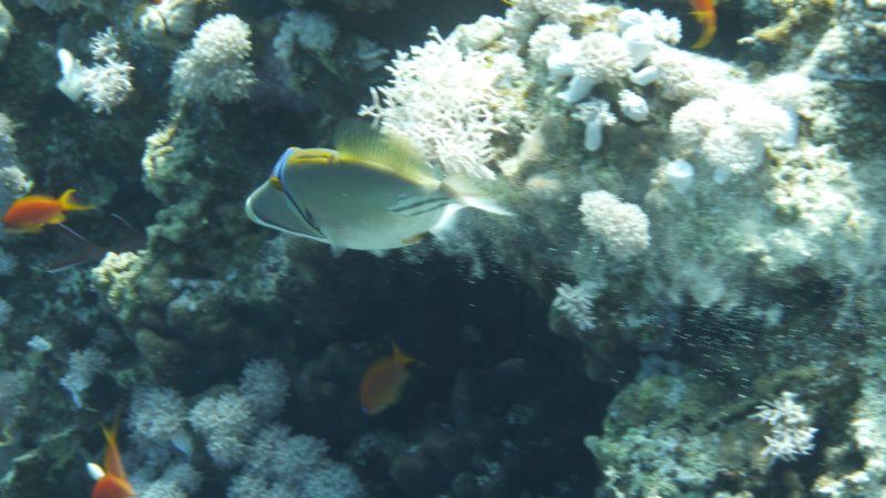 p1000978.jpg