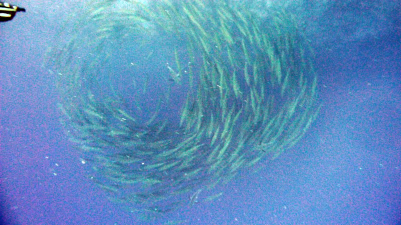 p1010041.jpg