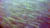 p1010054_small.jpg