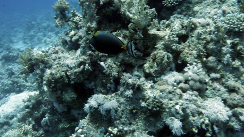 p1010068.jpg