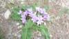 p1010278_small.jpg