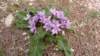 p1010279_small.jpg