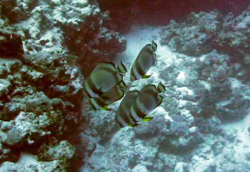 p1010427.jpg