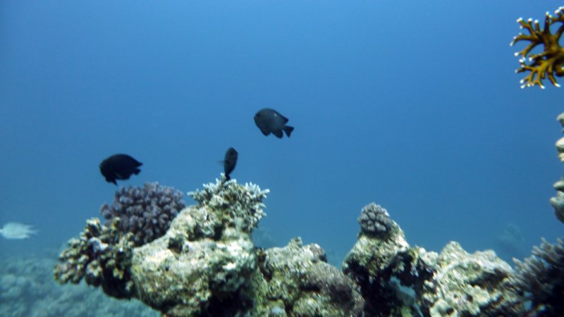 p1010618.jpg