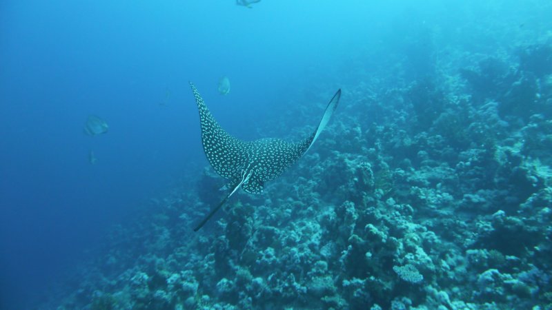 p1010650.jpg