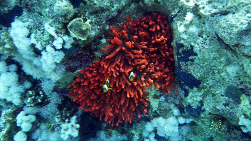p1020117.jpg