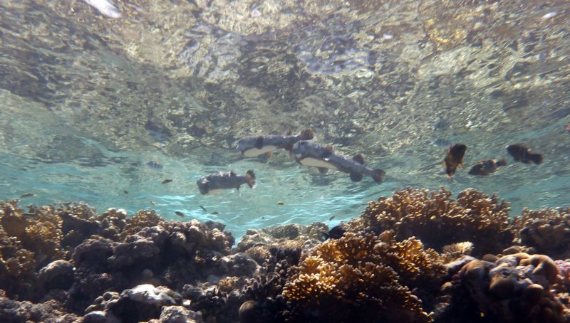 p1020372.jpg