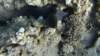 p1020678_small.jpg