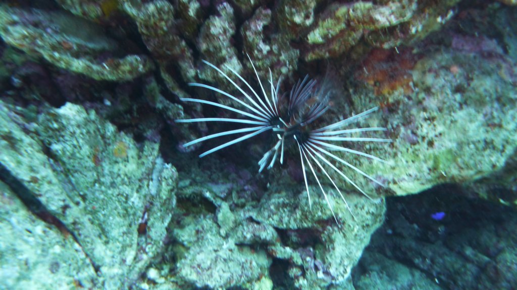 p1020939.jpg
