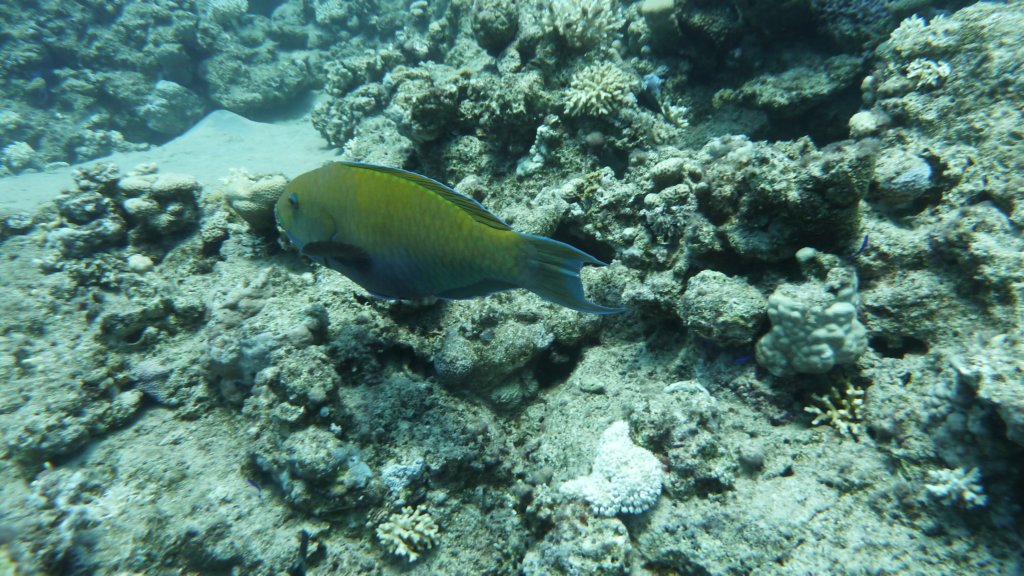 p1020942.jpg