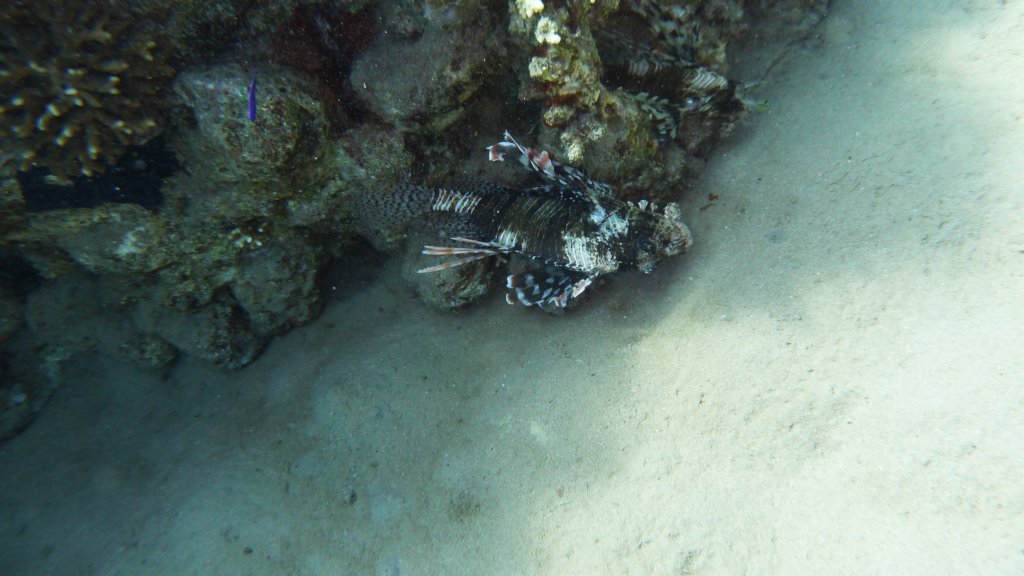 p1020957.jpg