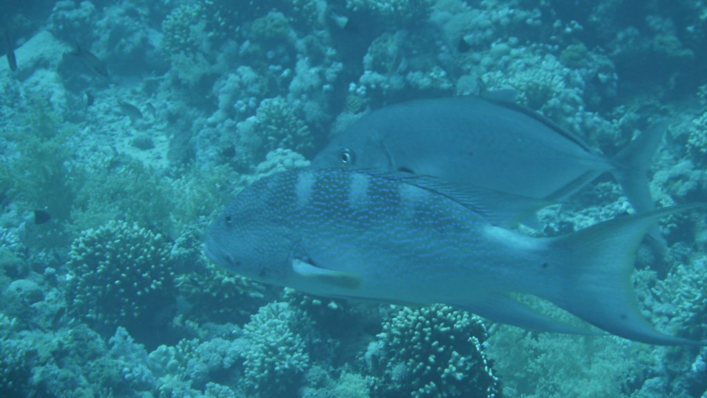 p1030215.jpg
