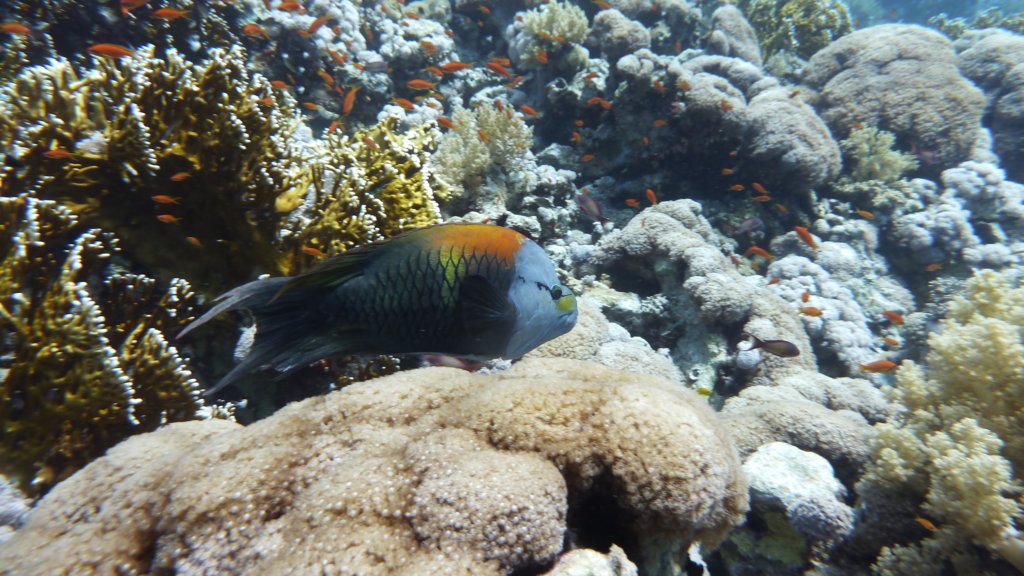 p1030343.jpg