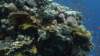 p1060785_small.jpg