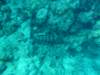 p1070077_small.jpg