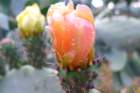 p1100769_small.jpg