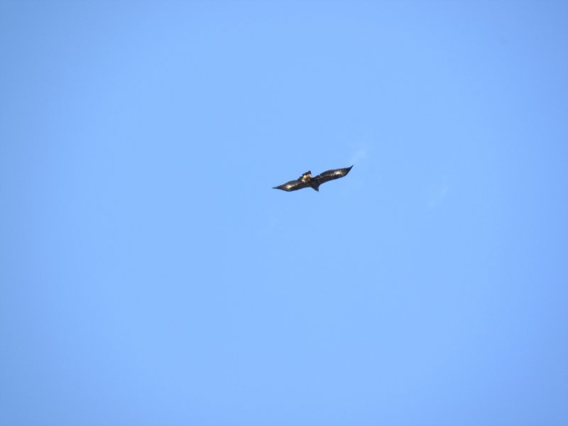 img_3528.jpg
