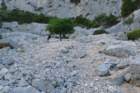 p1100919_small.jpg