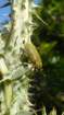 p1000333_small.jpg