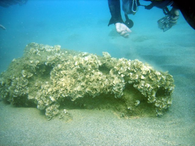 Photograph