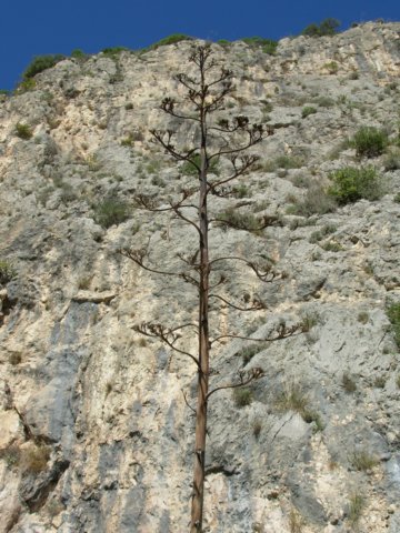 dscn4206.jpg