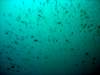 dsc02504_small.jpg