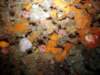 dsc02518_small.jpg