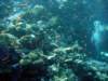 dsc02724_small.jpg