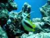 dsc02740_small.jpg