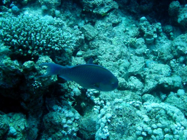 dsc02774.jpg